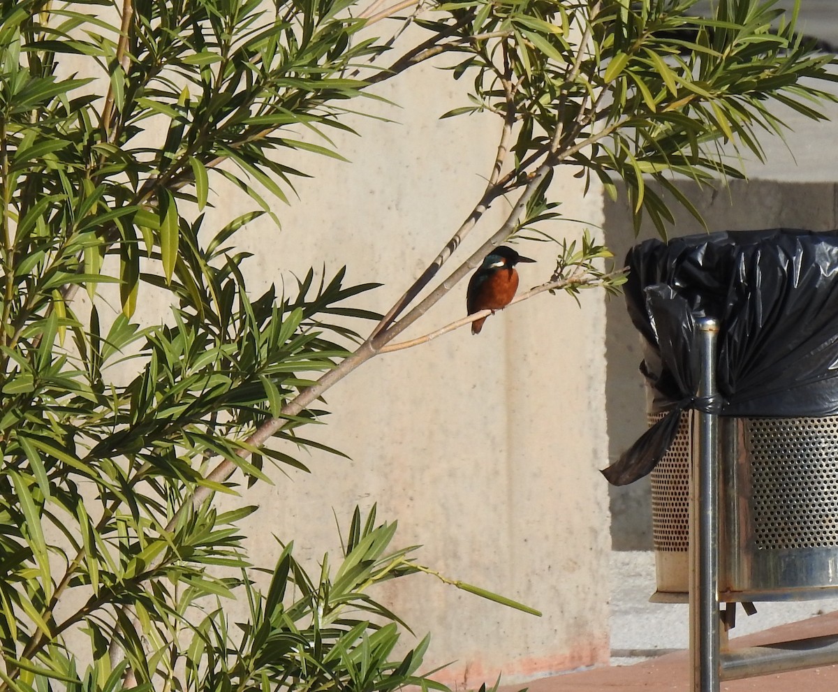 Common Kingfisher - ML645731484