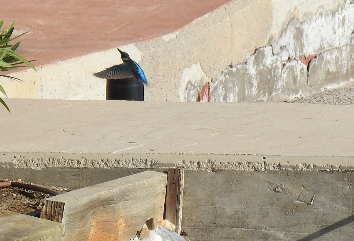 Common Kingfisher - ML645731485