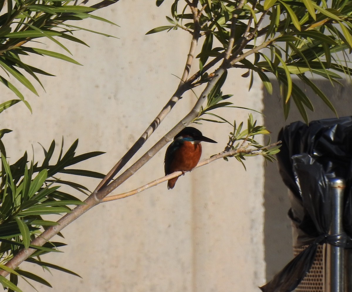 Common Kingfisher - ML645731486