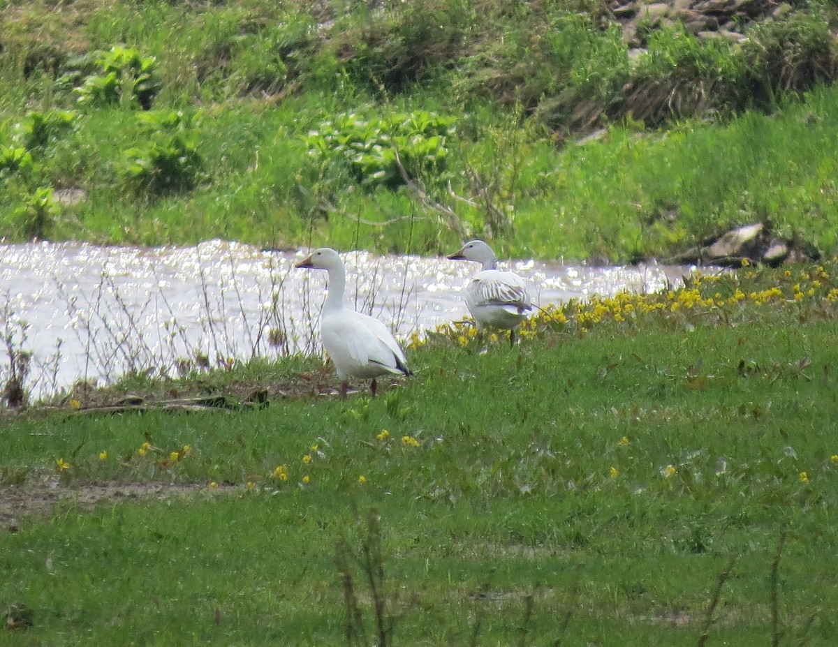 Snow Goose - ML645731488