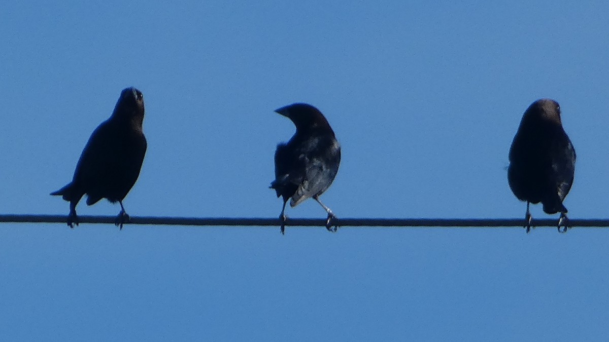 Вашер буроголовий - ML645731491