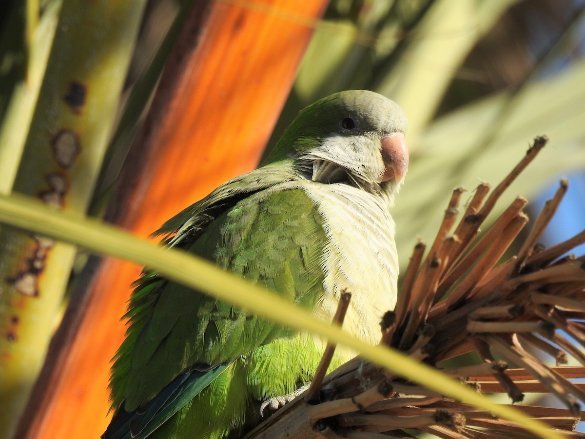 Monk Parakeet - ML645731499