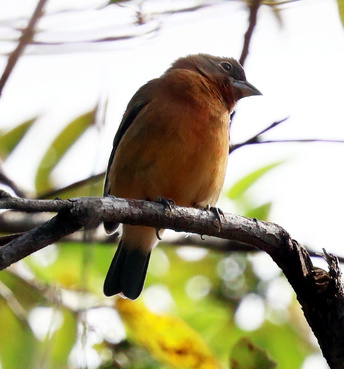 Rose-bellied Bunting - ML645731509