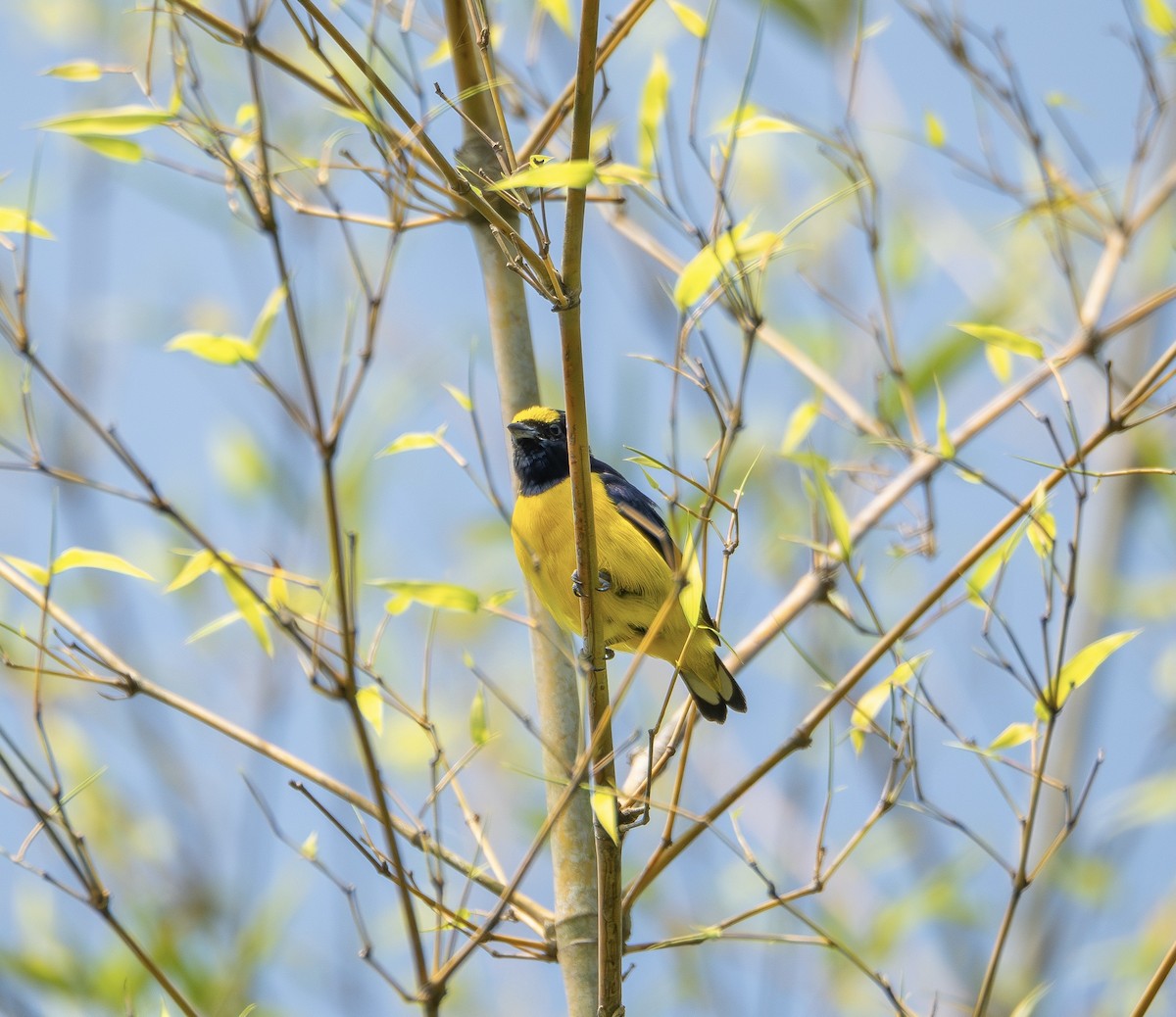 libohlásek křovištní - ML645731510