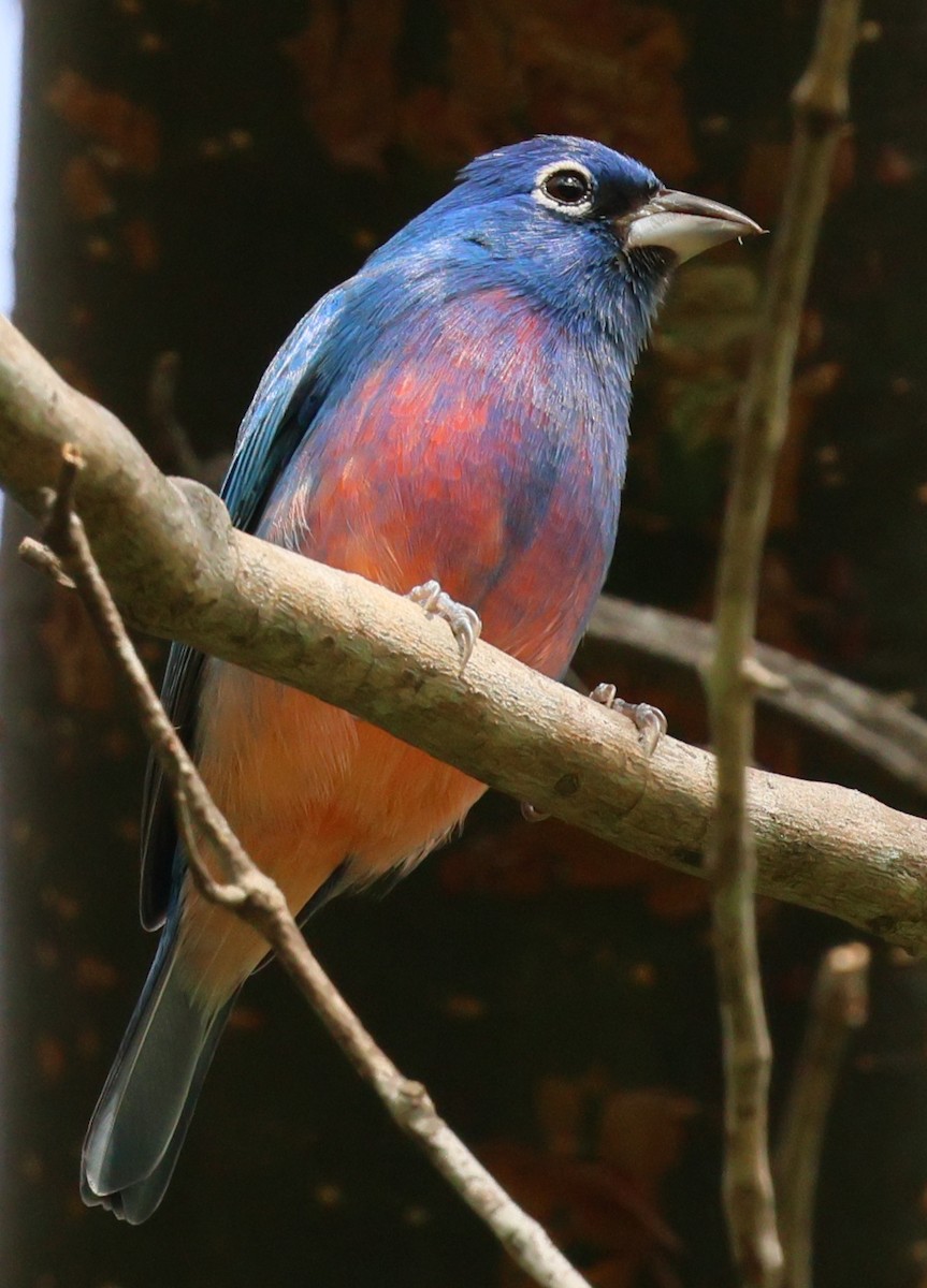 Rose-bellied Bunting - ML645731511