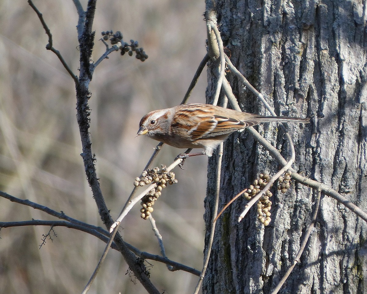 American Tree Sparrow - ML645731515