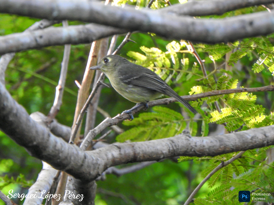 Cuban Vireo - ML645731535