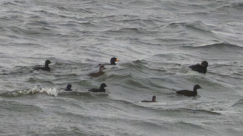 クロガモ - ML645731537