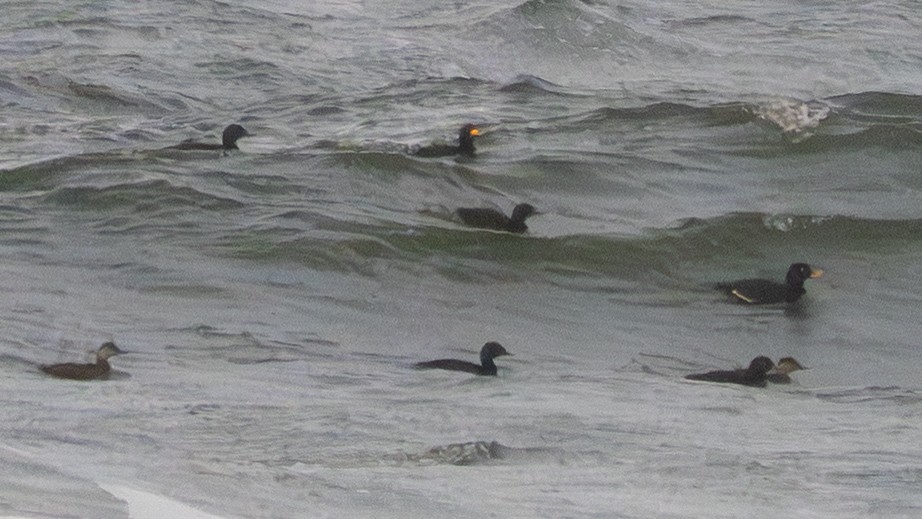 クロガモ - ML645731538