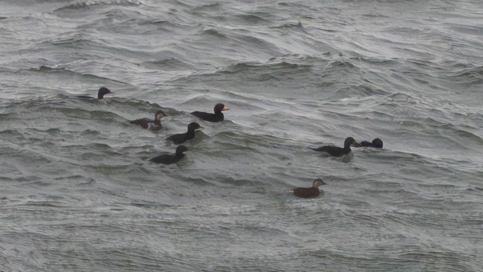 クロガモ - ML645731539