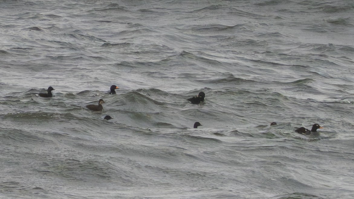 クロガモ - ML645731540