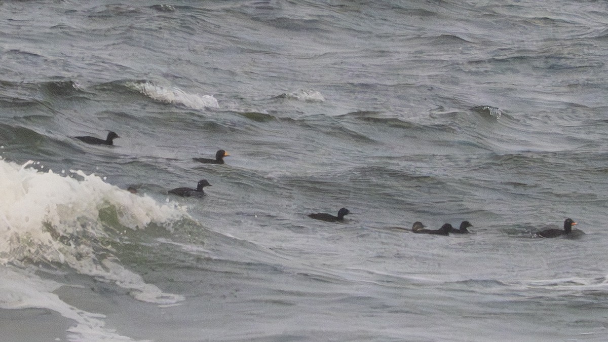 クロガモ - ML645731541