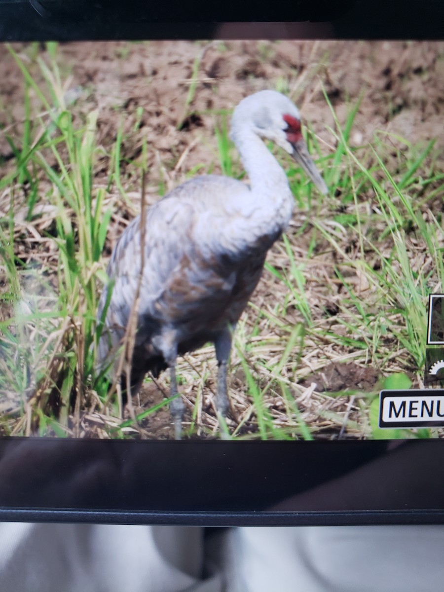 jeřáb kanadský - ML645731542