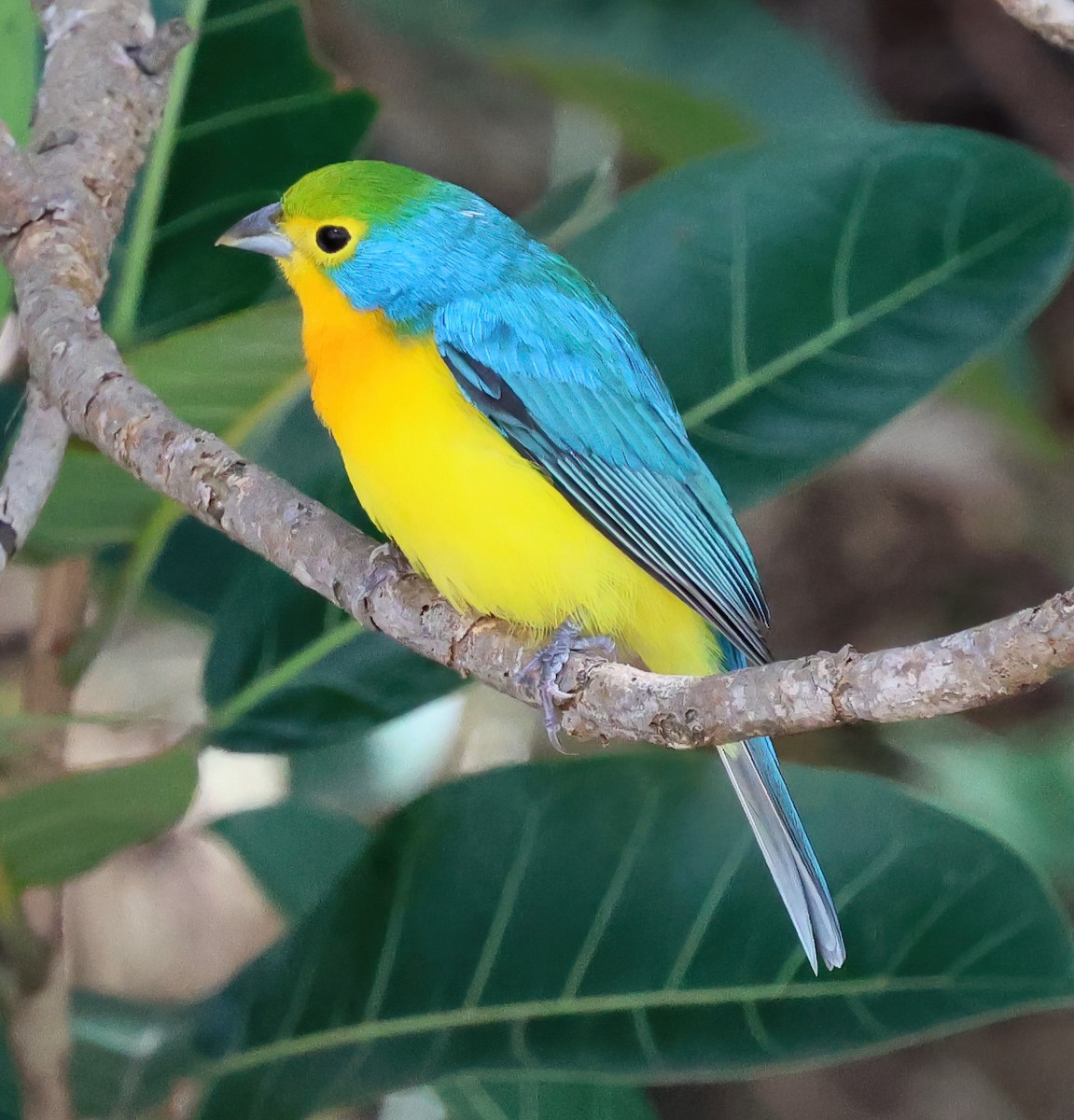 Orange-breasted Bunting - ML645731552