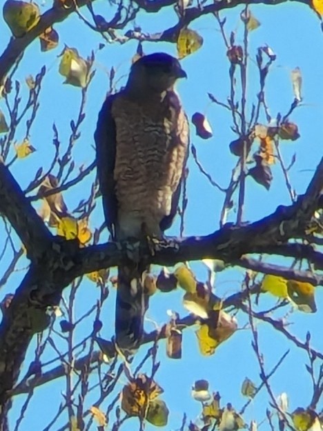 Gavilán Americano - ML645731553