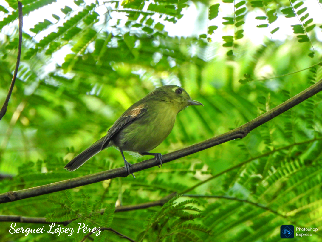 Cuban Vireo - ML645731555