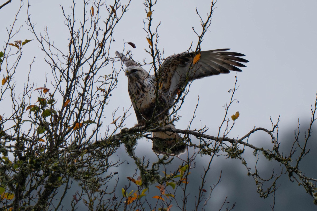 Rough-legged Hawk - ML645731566