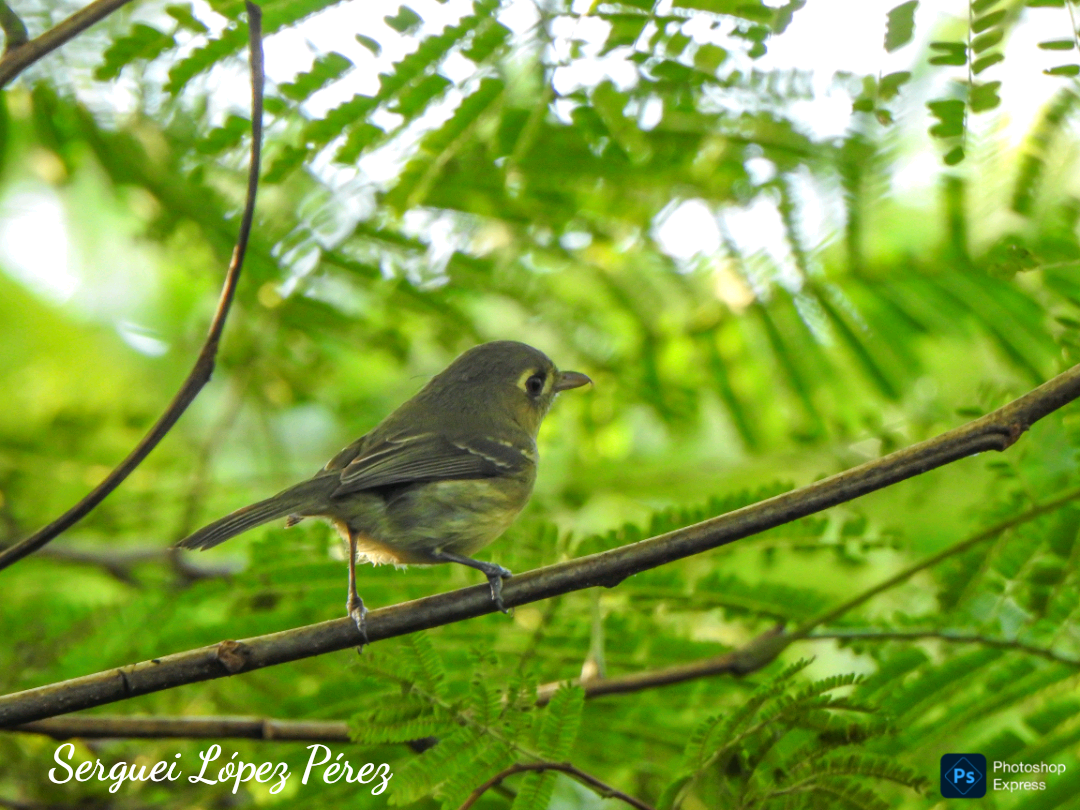 Cuban Vireo - ML645731568