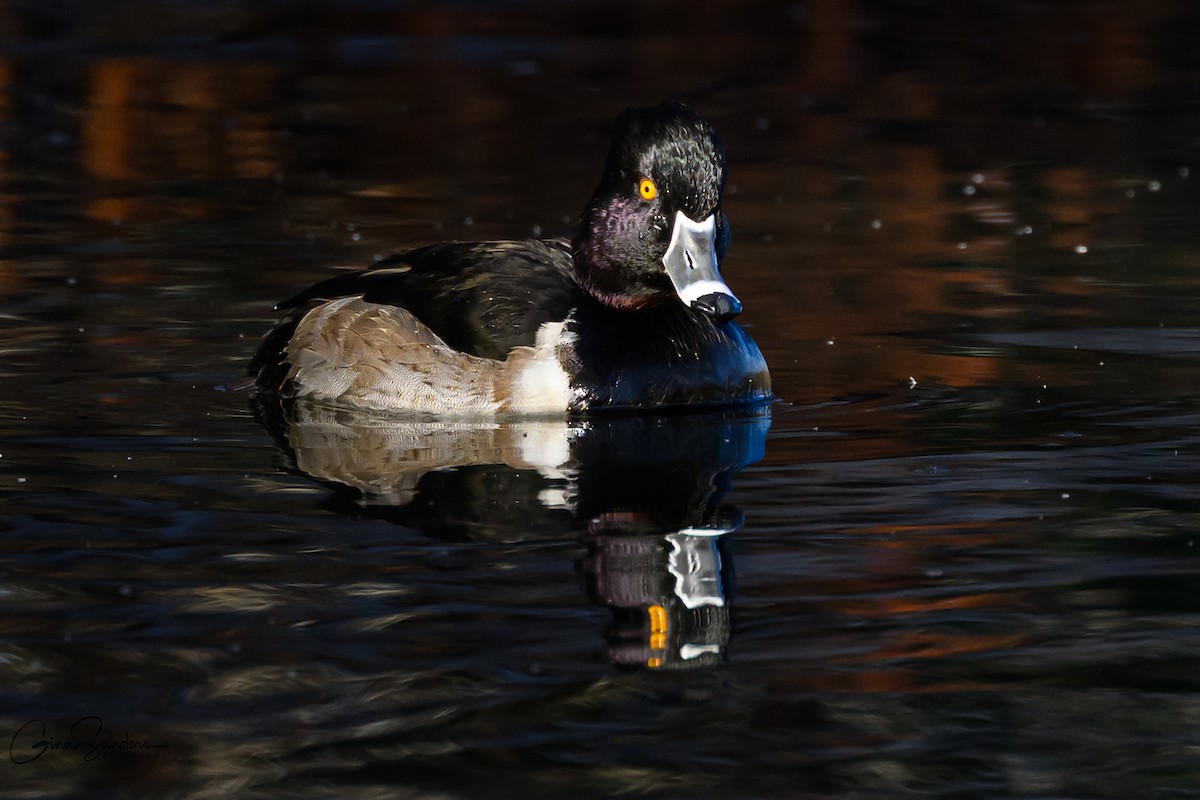 Ring-necked Duck - ML645731576