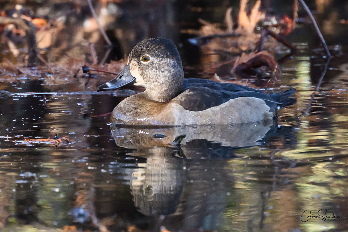 Ring-necked Duck - ML645731577