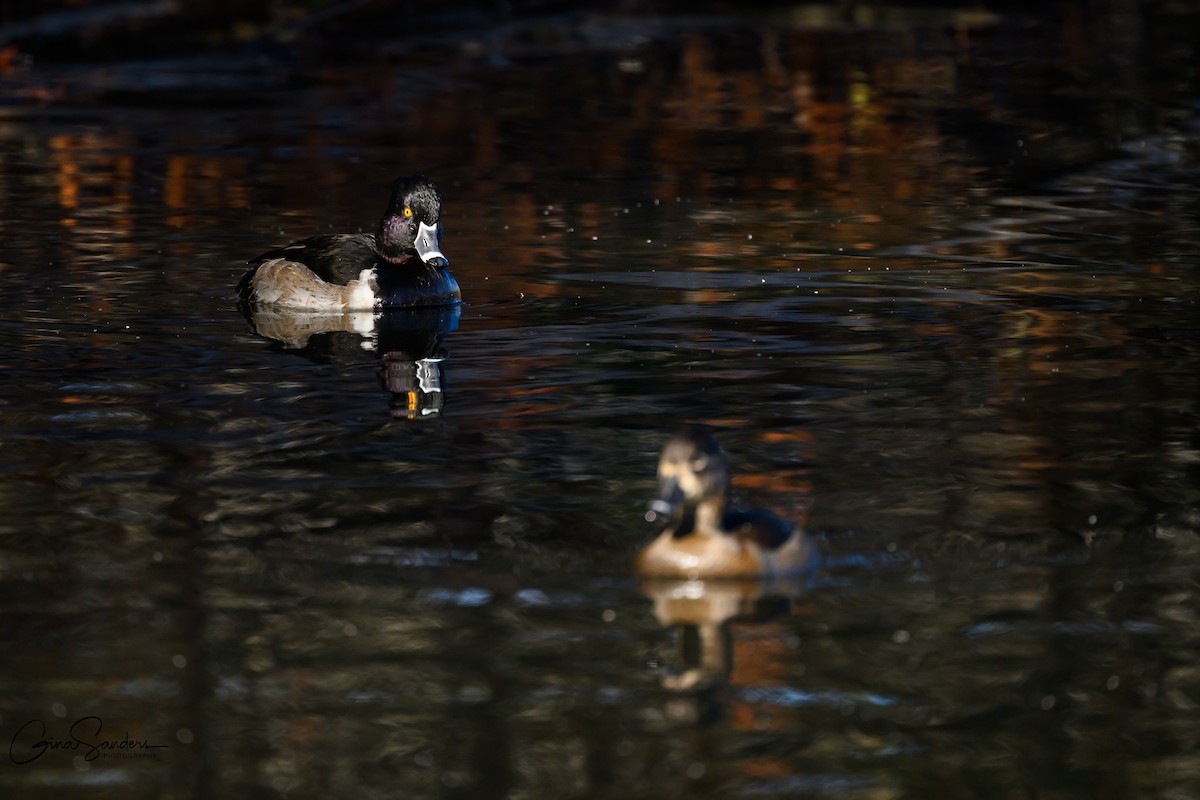 Ring-necked Duck - ML645731578
