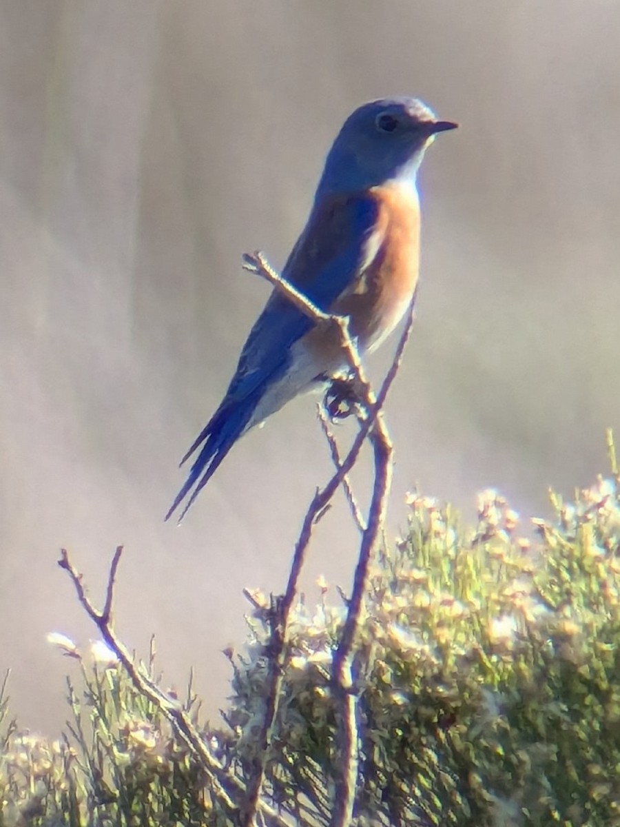 Azulejo Occidental - ML645731581