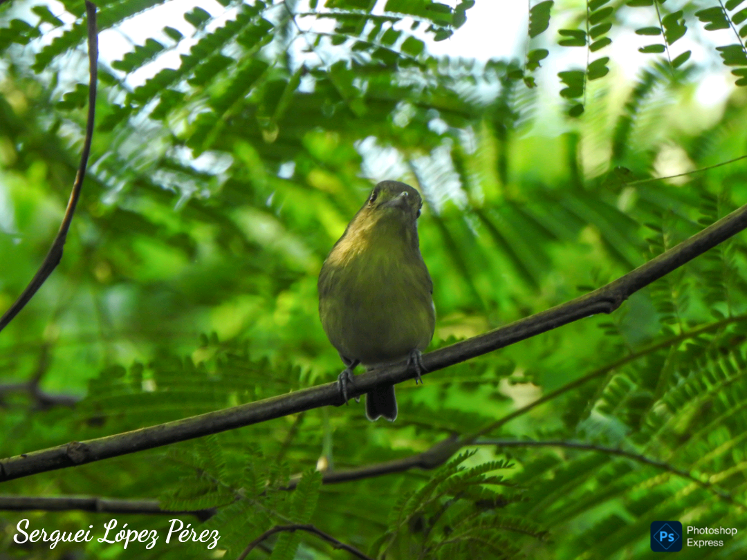 Cuban Vireo - ML645731586