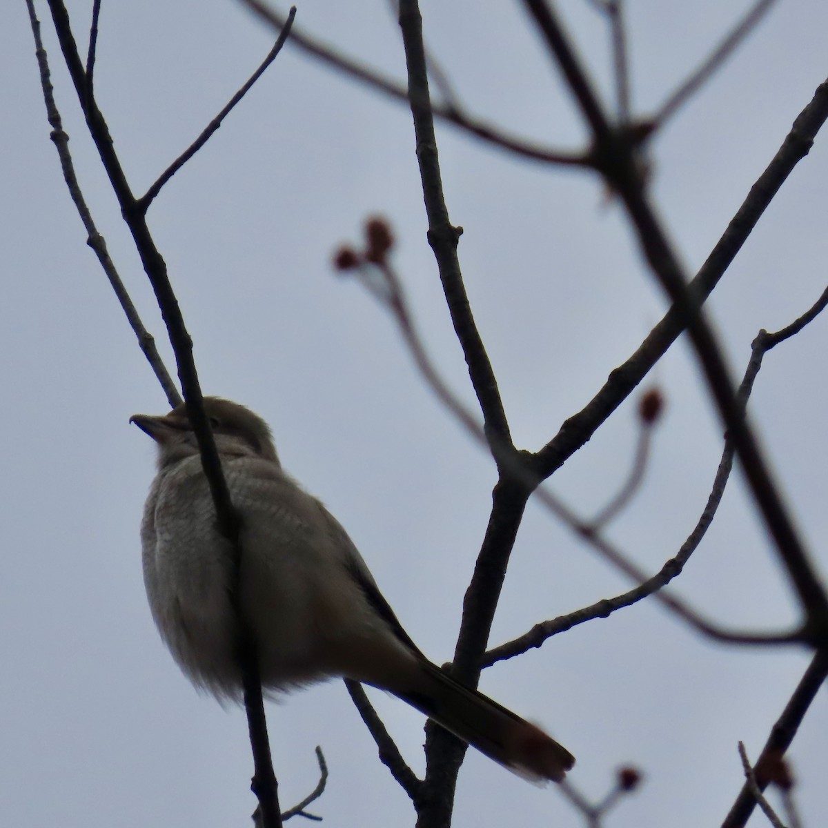 Northern Shrike - ML645731588
