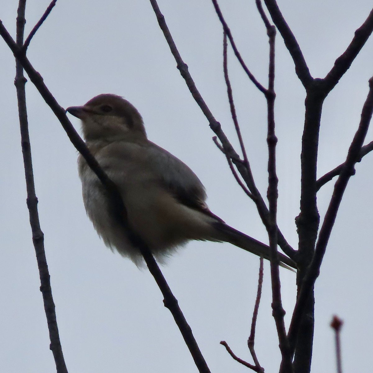 Northern Shrike - ML645731589