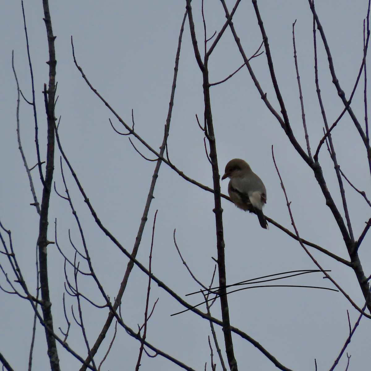 Northern Shrike - ML645731590