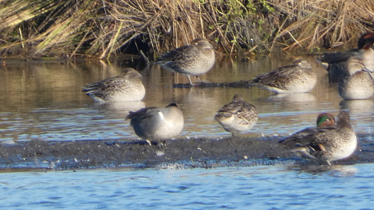 Чирянка мала - ML645731595