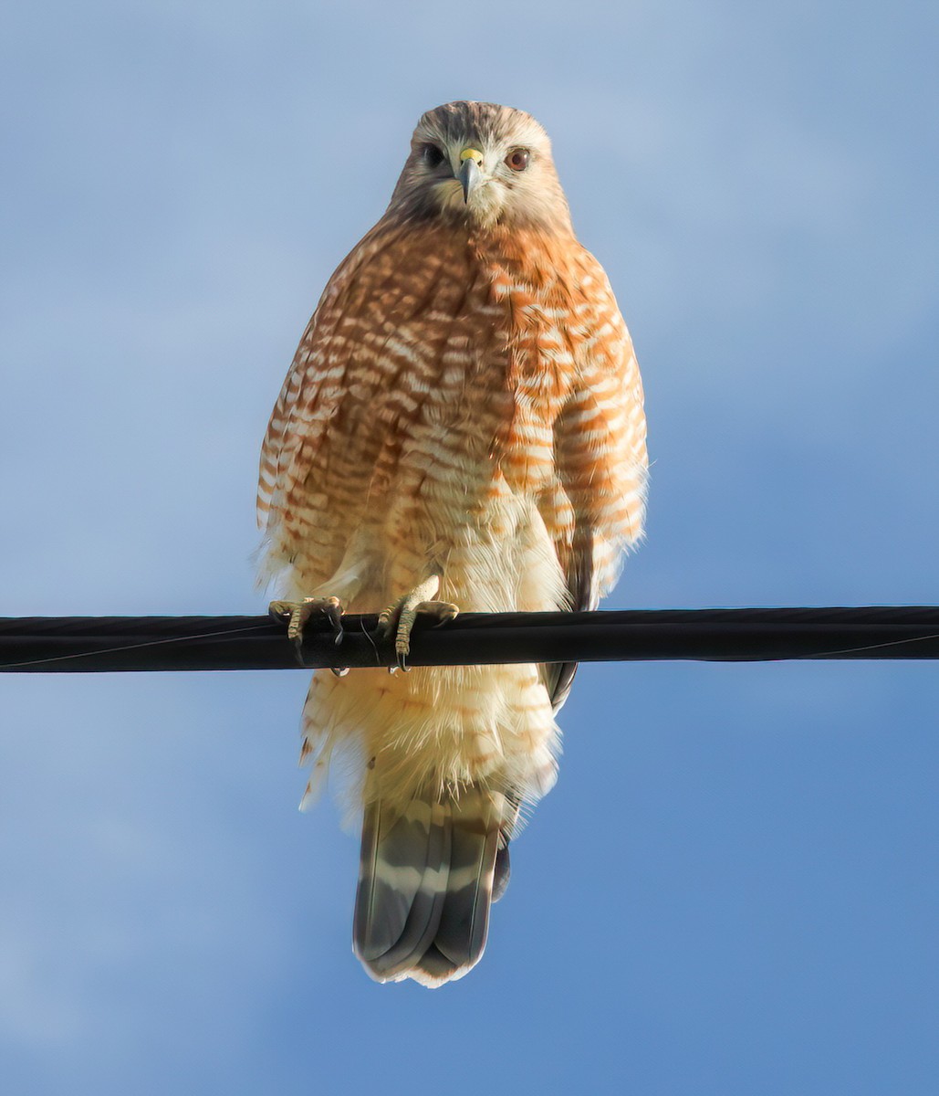Red-shouldered Hawk - ML645731598