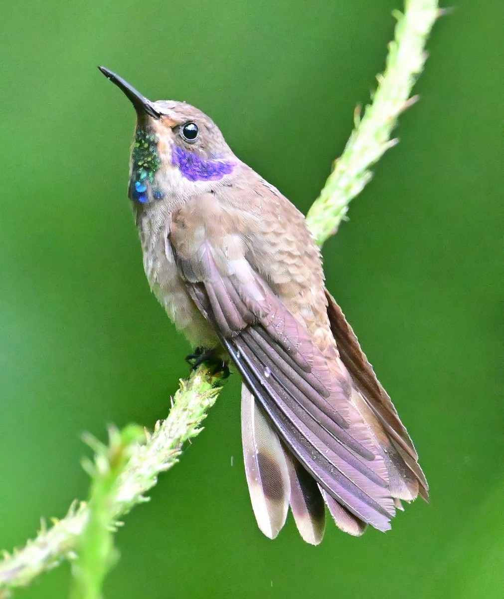 Brown Violetear - ML645731601