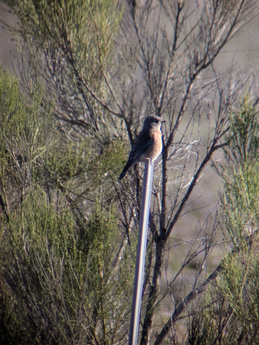 Azulejo Occidental - ML645731603