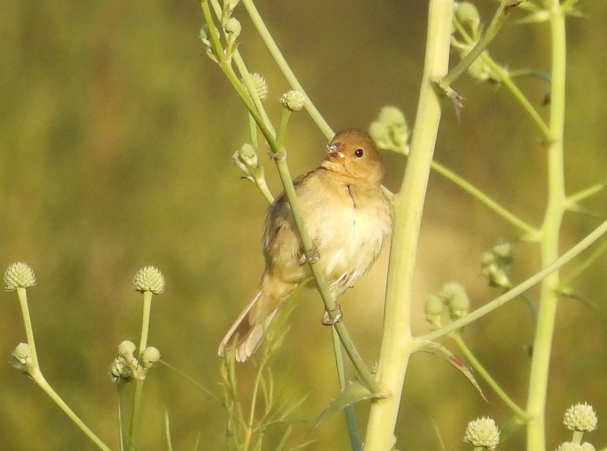 Grassland Yellow-Finch - ML645731605