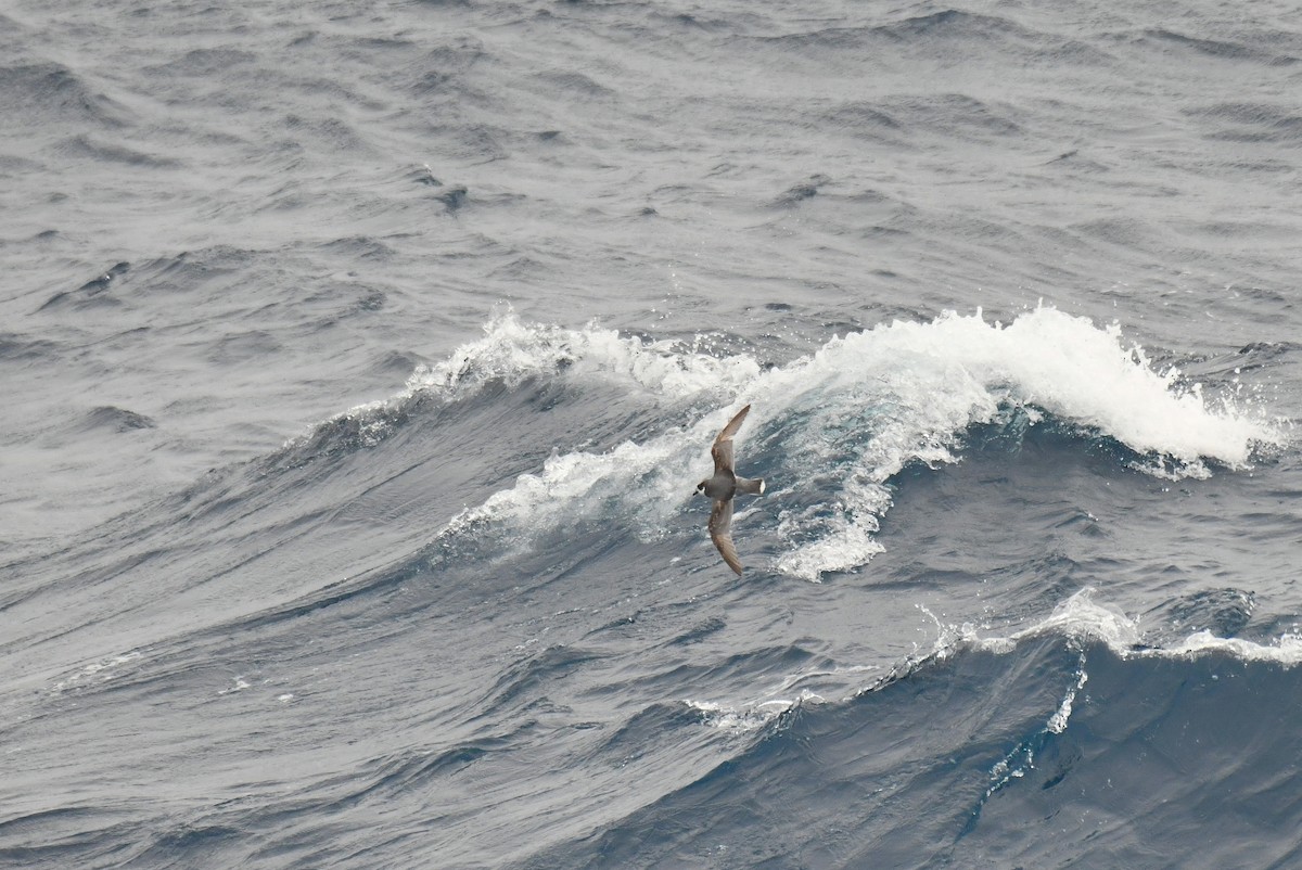 Blue Petrel - ML645731608