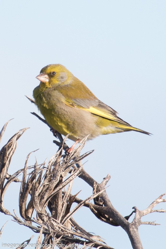 European Greenfinch - ML64573161