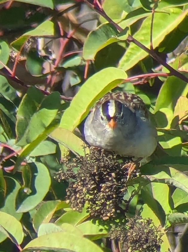 Chingolo Coroniblanco - ML645731623