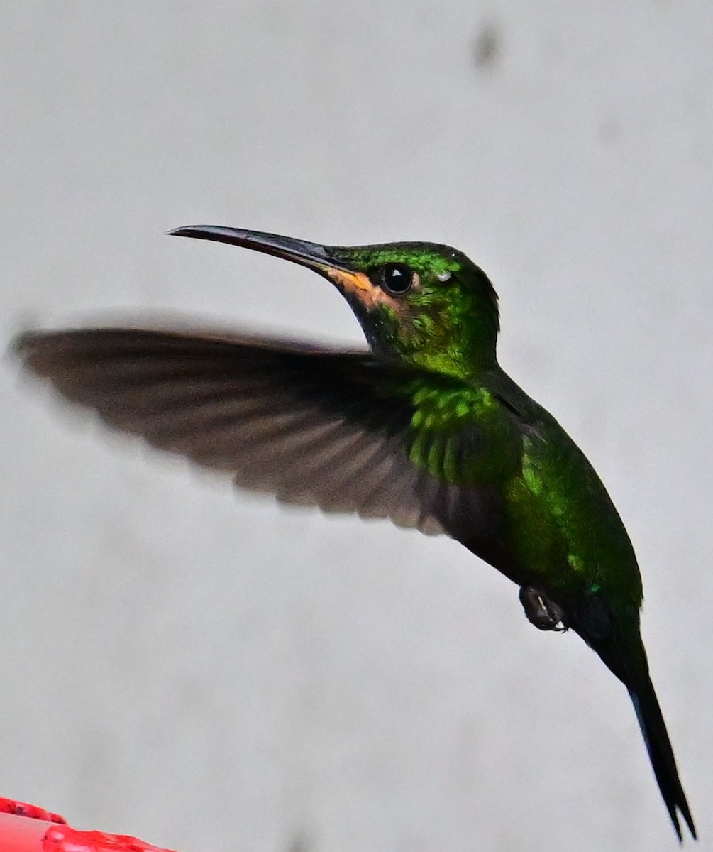 Violet-headed Hummingbird - ML645731625