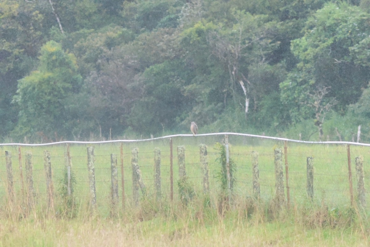 káně krahujová - ML645731643