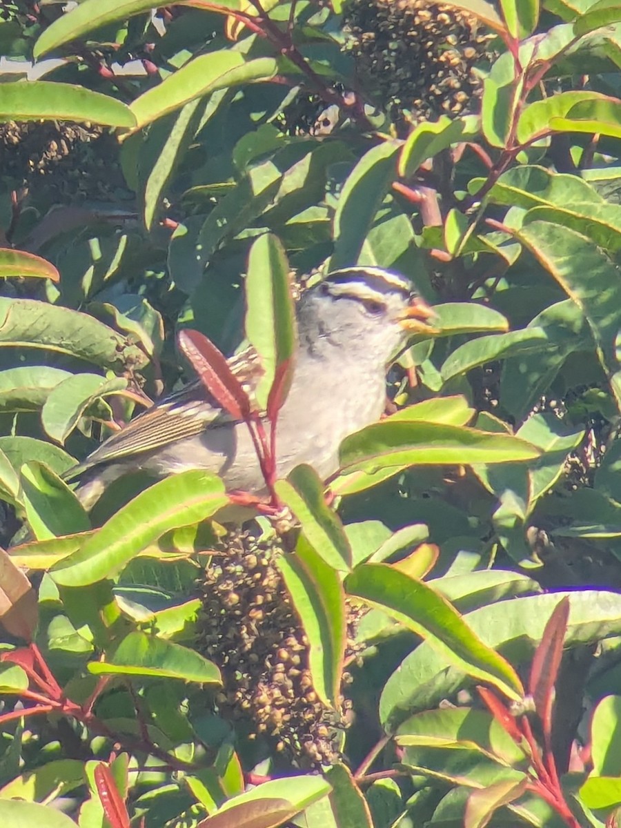Chingolo Coroniblanco - ML645731647