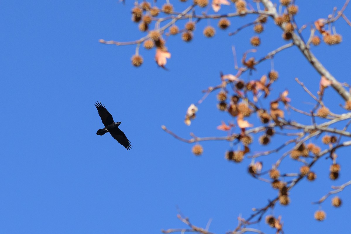 עורב שחור - ML645731648