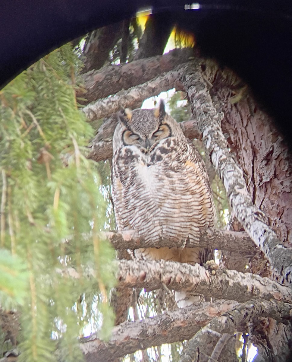 Great Horned Owl - ML645731662