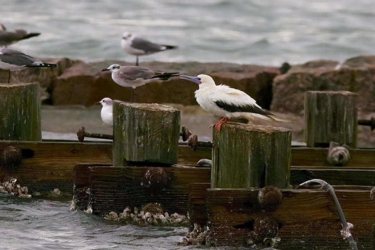 Red-footed Booby - ML645731668