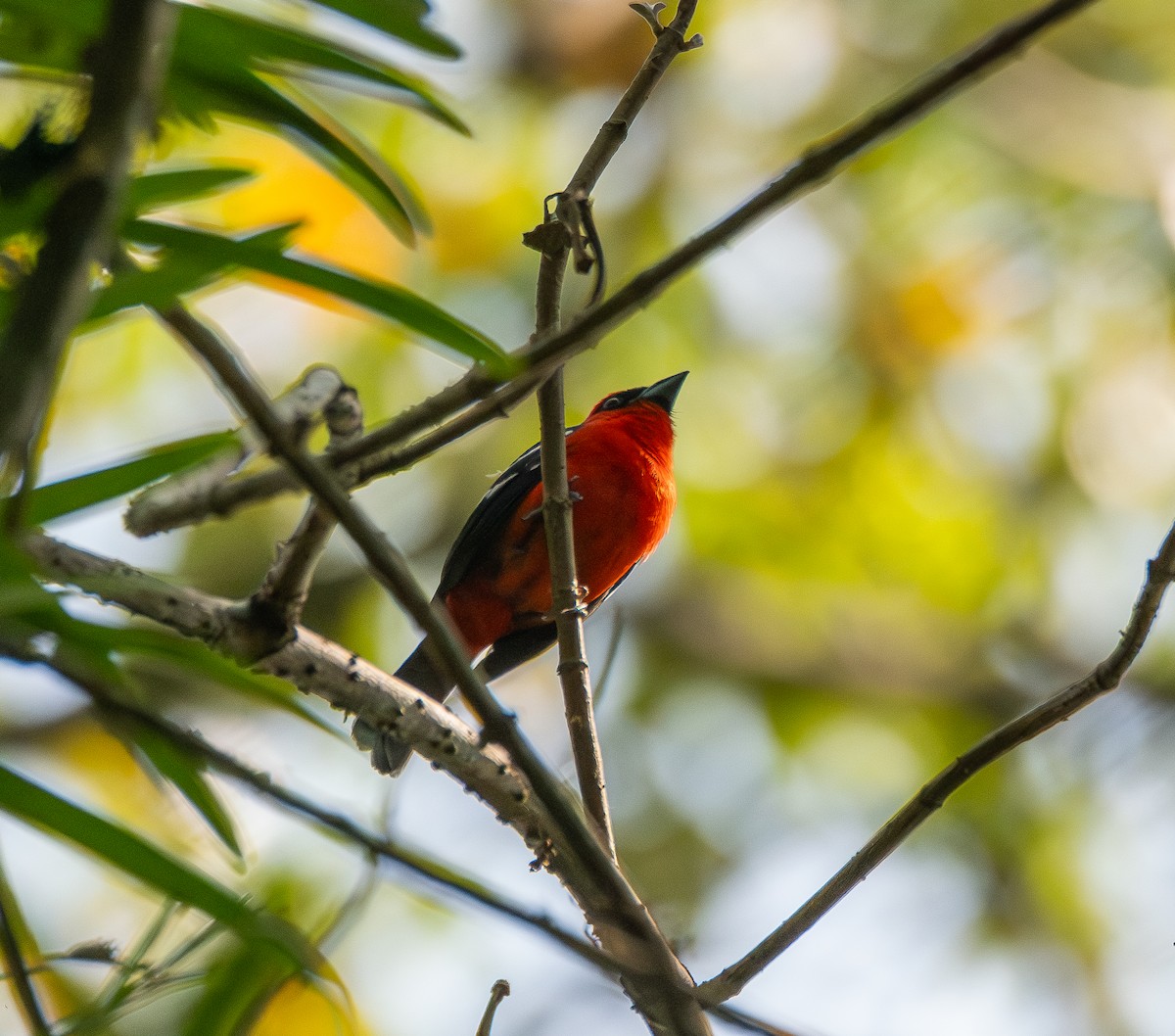 White-winged Tanager - ML645731669