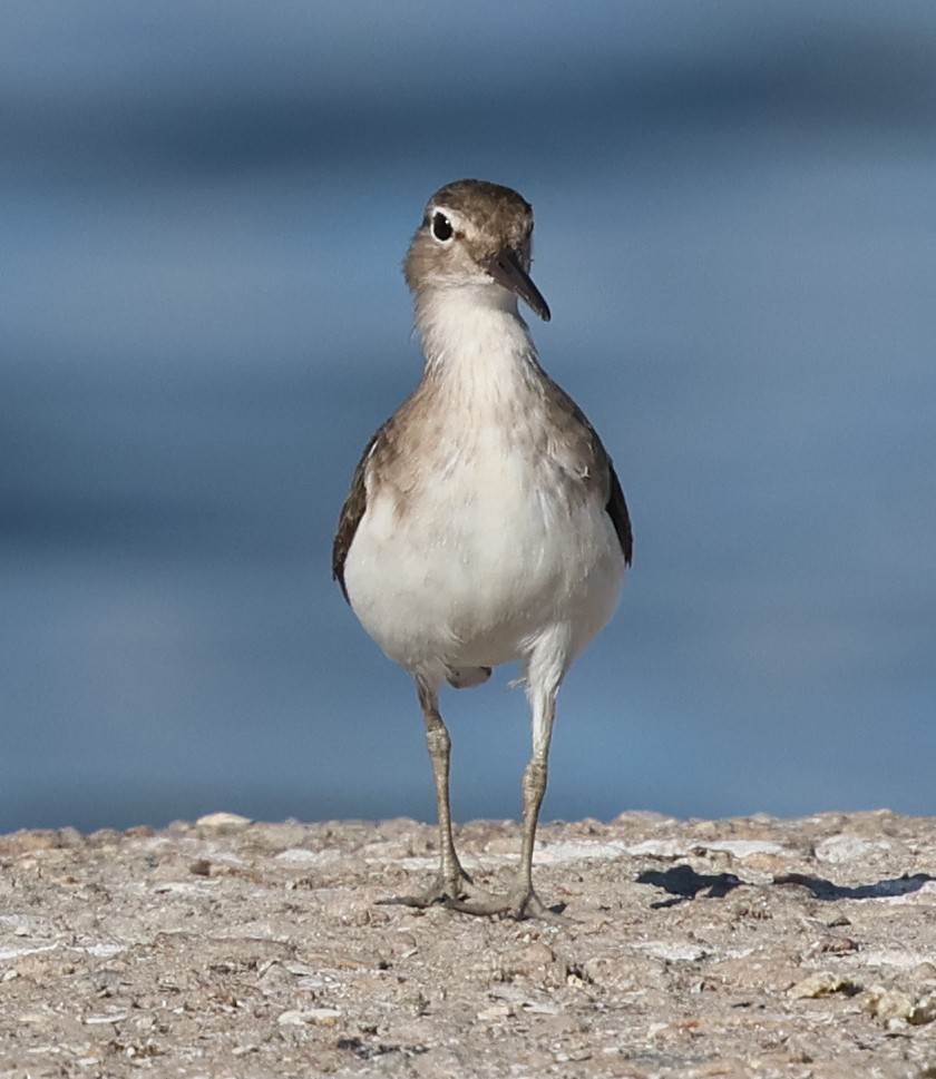 ביצנית נקודה - ML645731672