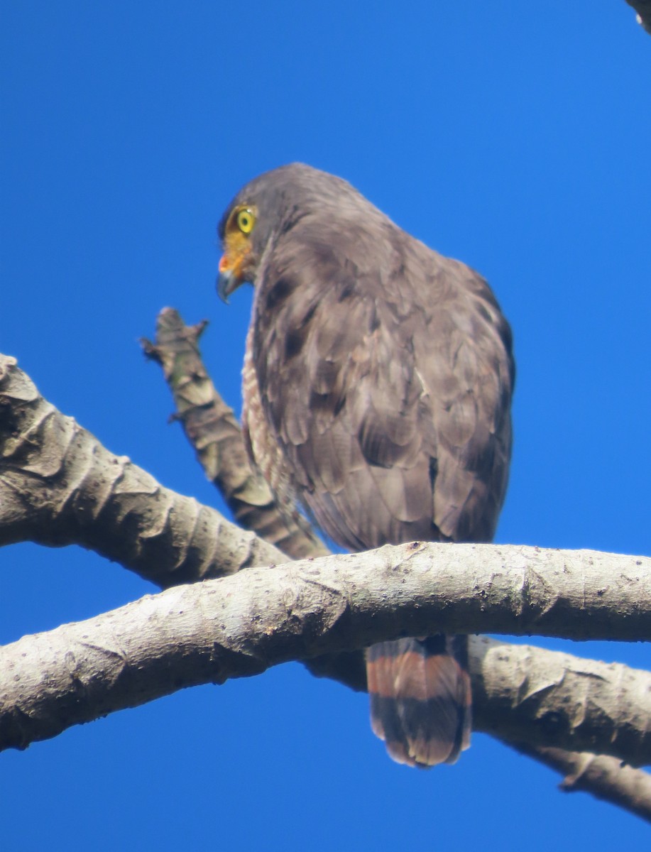 káně krahujová - ML645731673