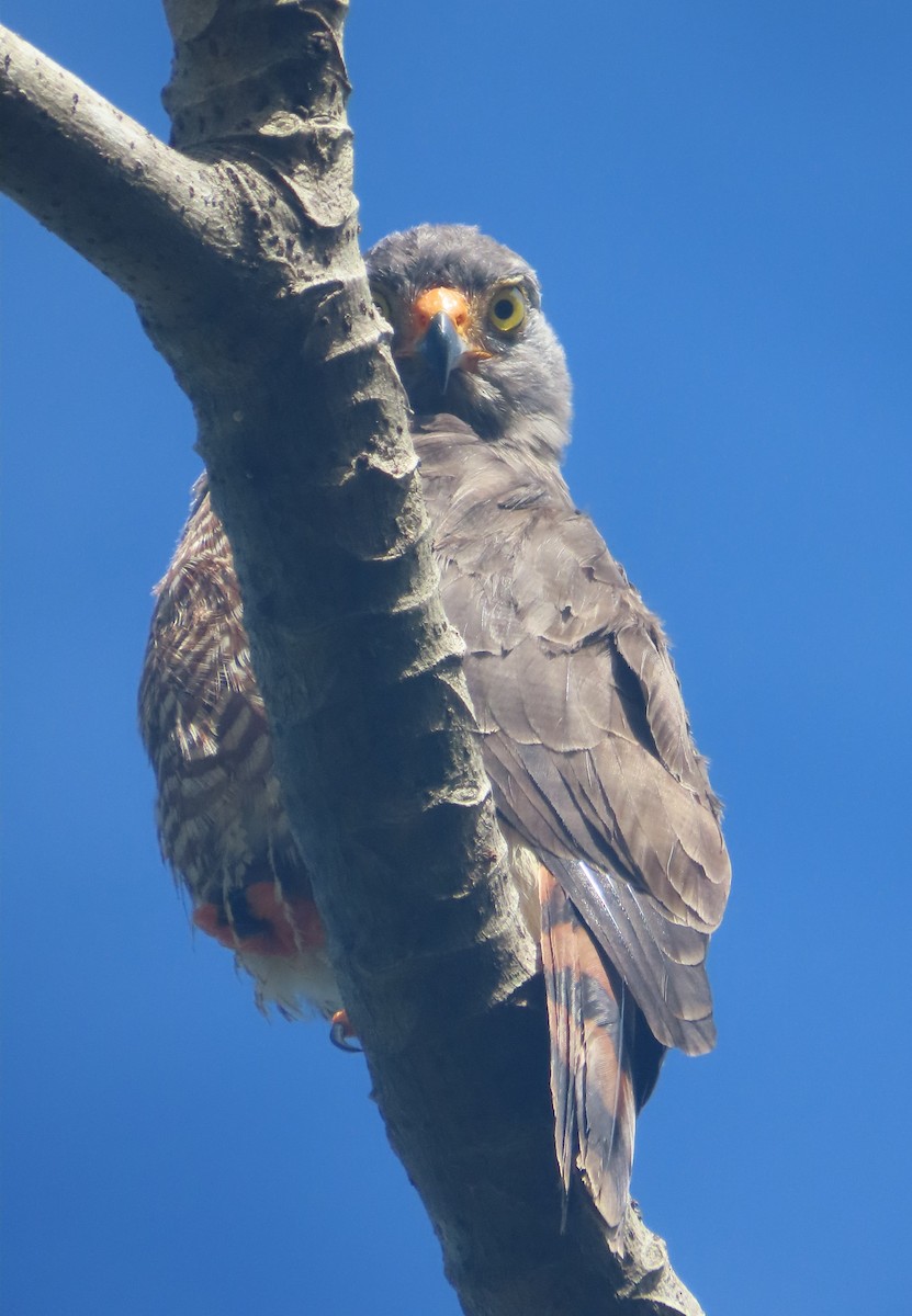 káně krahujová - ML645731674