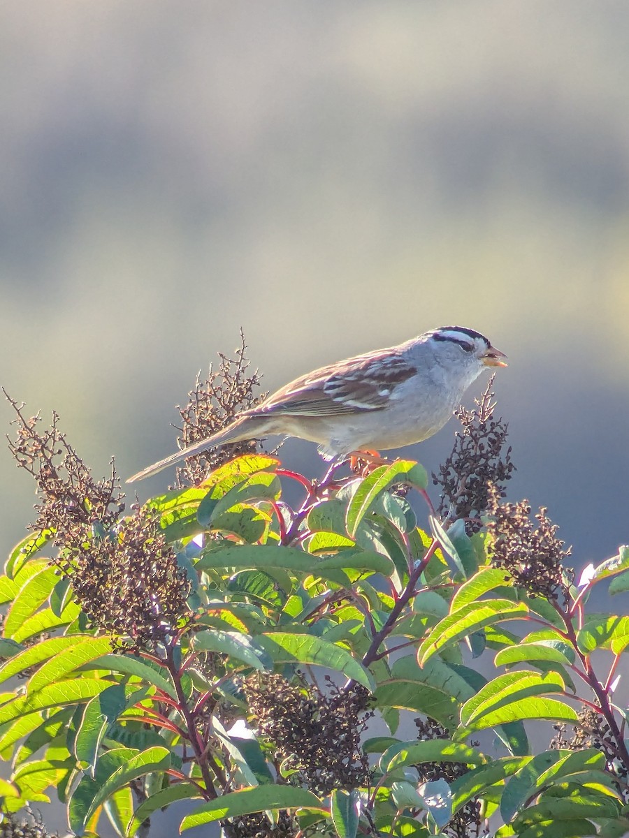 Chingolo Coroniblanco - ML645731677