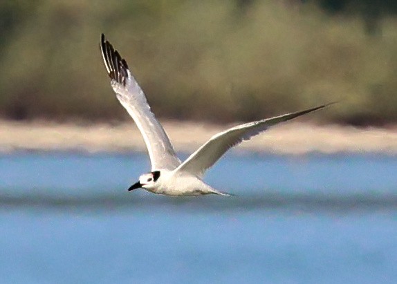 שחפית שחורת-מקור - ML645731682
